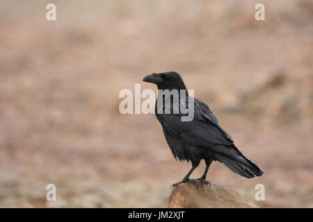 Grand Corbeau (Corvus corax) Fuertuventura Canaries Banque D'Images