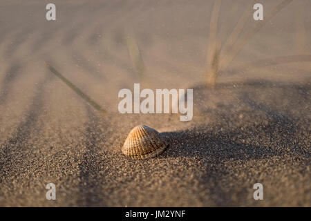Shell et chasse-sable sur plage, Holkham National Nature Reserve, North Norfolk Banque D'Images