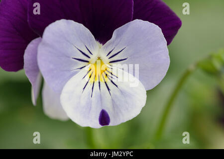 Viola fleur pourpre mauve été printemps Banque D'Images