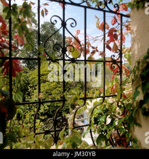 Vignes sur gate Banque D'Images