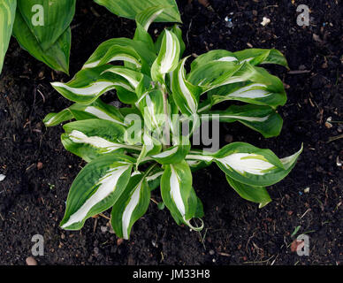 Hosta undulata var dans un chalet jardin Banque D'Images