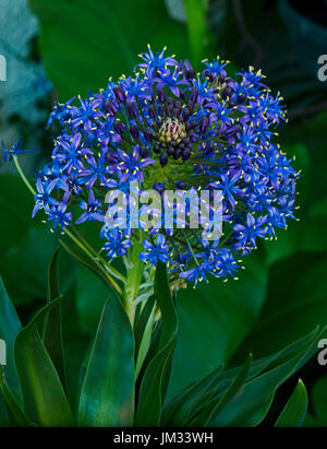 Scilla peruviana en fleur Banque D'Images