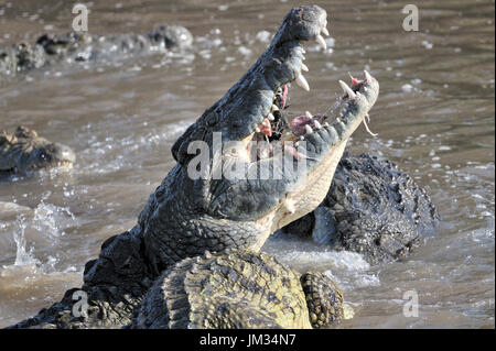 Les crocodiles du Nil (Crocodylus niloticus), de l'alimentation de la rivière Grumeti, Parc National de Serengeti, Tanzanie. Banque D'Images