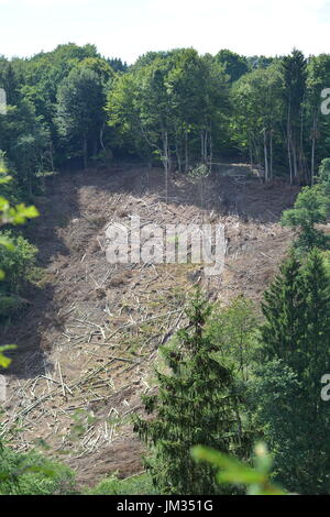 Kall, Allemagne - 21 juillet 2017 - Vent de forêt en Eifel allemand Banque D'Images