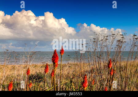 Fleurs rouge cardinal sur Walmer Beach Banque D'Images