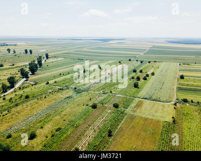 Drone aérien Vue de champs cultivés agricole vert Banque D'Images