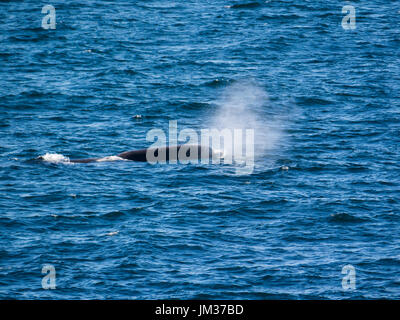 Le cachalot (Physeter macrocephalus) soufflant sur la surface en mer de Norvège Canyon Bleik off Norways côte nord Banque D'Images