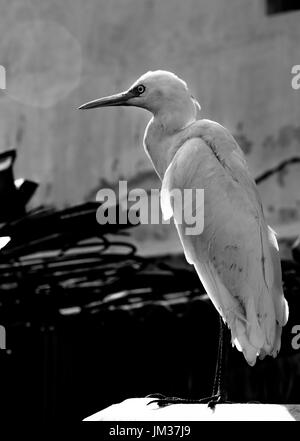 Héron garde-boeuf se percher sur la ferraille à notre arrière-cour Banque D'Images