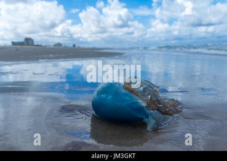 Baril bleu méduse échouée sur la plage de Kijkduin, La Haye, Pays-Bas Banque D'Images