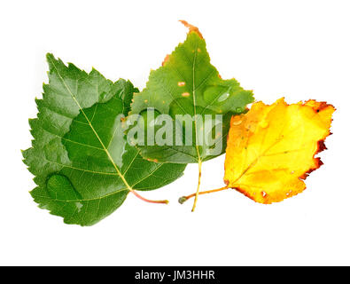 Trois feuilles vert et jaune avec des gouttes isolé sur fond blanc Banque D'Images