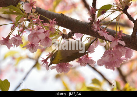 Printemps japonais fond White-eye Bird sur Rose Cherry Blossom tree Banque D'Images