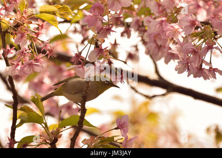 Printemps japonais fond White-eye Bird sur Rose Cherry Blossom tree Banque D'Images