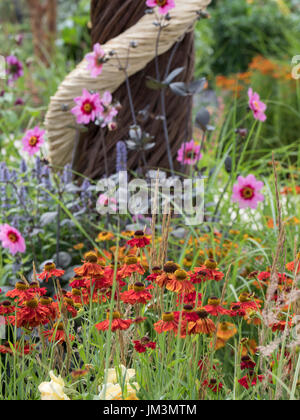 Anciens Combattants aveugles UK : il est tout au sujet d'Helenium 'Moerheim jardin communautaire Beauty' planté pour diriger l'oeil dans le jardin et les sculptures en osier. Ci Banque D'Images