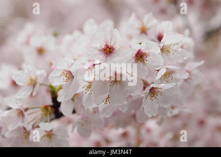 Détails de macro white somei yoshino cherry blossom branches dans la structure horizontale Banque D'Images