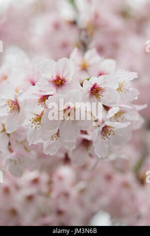 Détails de macro white somei yoshino cherry blossom branches dans cadre vertical Banque D'Images