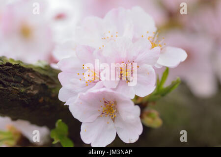 Détails de macro white somei yoshino cherry blossom branches dans la structure horizontale Banque D'Images