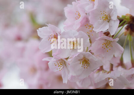 Détails de macro white somei yoshino cherry blossom branches dans la structure horizontale Banque D'Images