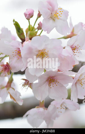 Détails de macro white somei yoshino cherry blossom branches dans cadre vertical Banque D'Images