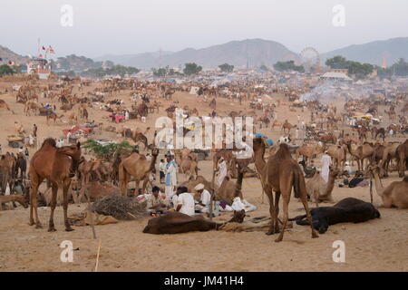 Les gens et les chameaux à perte de vue à l'assemblée annuelle du festival de Pushkar au Rajasthan, Inde. Banque D'Images