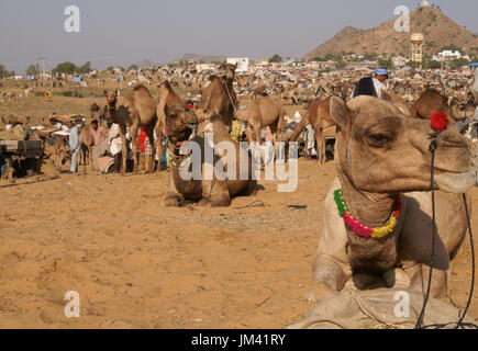 Les gens et les chameaux à perte de vue à l'assemblée annuelle du festival de Pushkar au Rajasthan, Inde. Banque D'Images