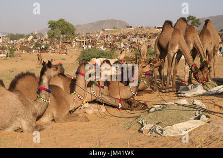 Les gens et les chameaux à perte de vue à l'assemblée annuelle du festival de Pushkar au Rajasthan, Inde. Banque D'Images