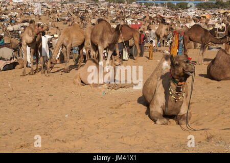 Les gens et les chameaux à perte de vue à l'assemblée annuelle du festival de Pushkar au Rajasthan, Inde. Banque D'Images