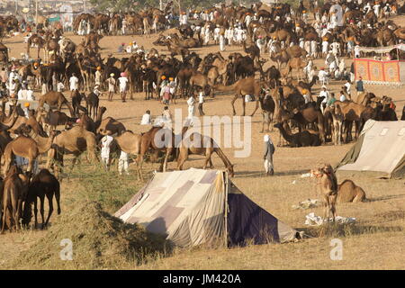 Les gens et les chameaux à perte de vue à l'assemblée annuelle du festival de Pushkar au Rajasthan, Inde. Banque D'Images