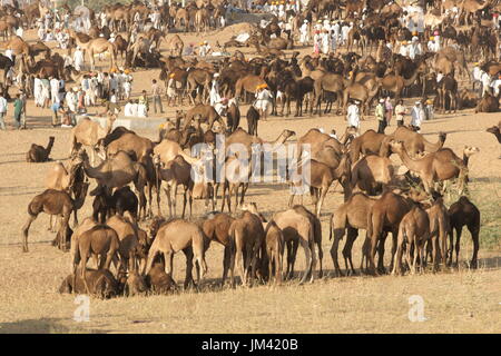 Les gens et les chameaux à perte de vue à l'assemblée annuelle du festival de Pushkar au Rajasthan, Inde. Banque D'Images