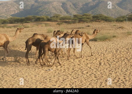 Groupe des chameaux traversant le désert de sable à Pushkar foire annuelle au Rajasthan, Inde. Banque D'Images