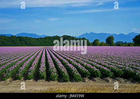 Champ de pommes de terre rouge en fleurs Banque D'Images