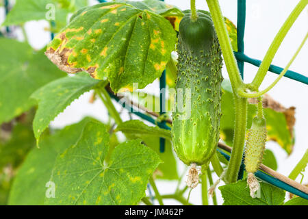 Concombre vert sur bush dans hothouse close up en saison d'été en région de Krasnodar en Russie Banque D'Images