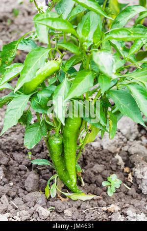 Les gousses mûres de piment vert sur bush dans un jardin en saison d'été en région de Krasnodar en Russie Banque D'Images