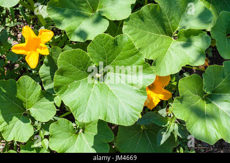 Voir ci-dessus de fleurs jaunes et de feuilles vertes de squash plante dans un jardin en saison d'été en région de Krasnodar en Russie Banque D'Images