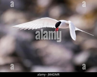 Une sterne arctique (Sterna paradisaea) planant, Shetland, UK Banque D'Images