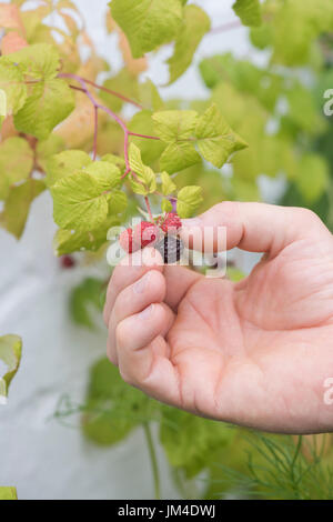 Rubus occidentalis 'Black Jewel'. Cueillette à la main de framboise noire Banque D'Images