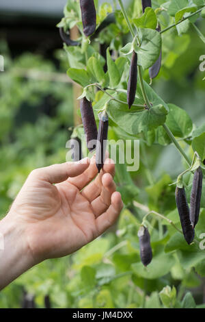 Pisum sativum. Cueillette à la main des jardiniers gousses gousses de pois mauve dans un jardin potager. UK Banque D'Images