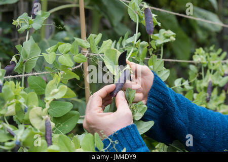 Pisum sativum. À l'aide d'un vieux jardinier jardiniers pocket couteau pour couper les gousses de pois mange violet à partir de la plante dans un jardin potager. UK Banque D'Images