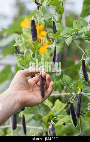 Pisum sativum. Cueillette à la main des jardiniers gousses gousses de pois mauve dans un jardin potager. UK Banque D'Images