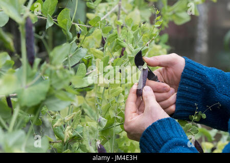 Pisum sativum. Chauffeur particulier à l'aide d'un canif pour couper les jardiniers gousses gousses de pois violets de la plante dans un jardin potager. UK Banque D'Images