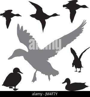 Vector collection canards Illustration de Vecteur