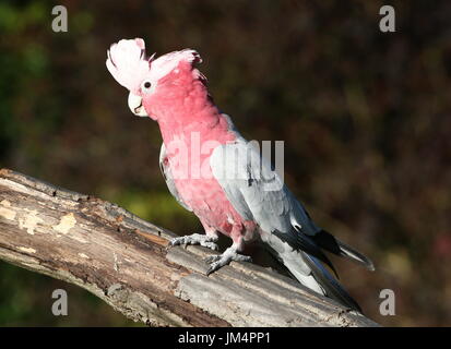 Cacatoès à poitrine rose australienne ou cacatoès cacatoès Rosalbin (Eolophus roseicapilla), perché dans un arbre. Banque D'Images