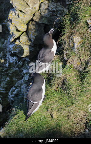 Petit Pingouin, Alca torda, en tenant au soleil à falaises de Bempton RSPB. UK Banque D'Images