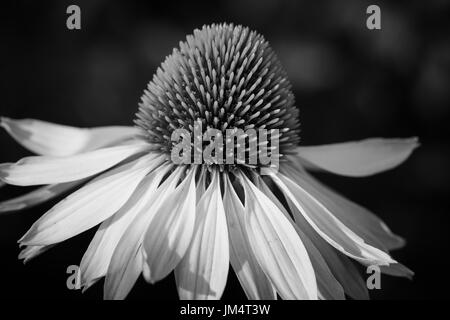 Échinacée (Echinacea purpurea White Swan), fleurs de l'été Banque D'Images