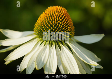 Échinacée (Echinacea purpurea White Swan), fleurs de l'été Banque D'Images