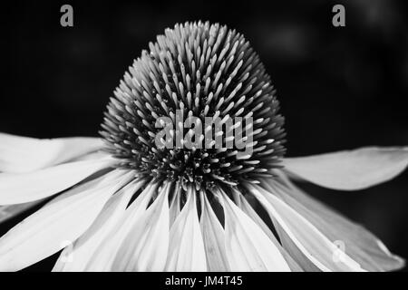 Échinacée (Echinacea purpurea White Swan), fleurs de l'été Banque D'Images