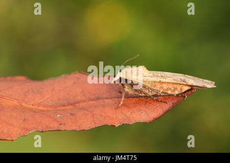Un grand papillon ailes jaune (Noctua pronuba) perché sur une feuille. Banque D'Images