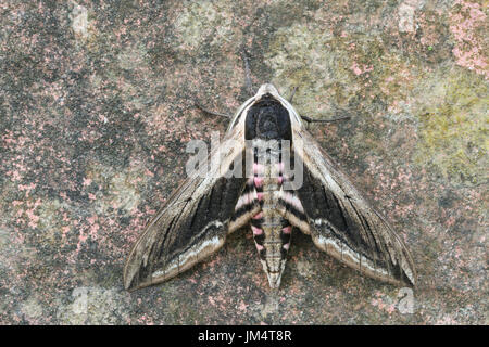 Un magnifique Sphinx ligustri Hawk-Moth (troène) perché sur un mur Banque D'Images