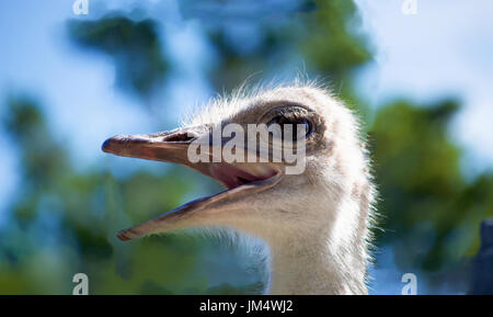 La tête d'autruche avec son bec ouvert. Banque D'Images