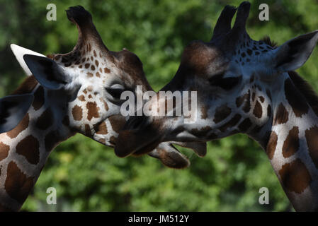 Madrid, Espagne. Le 25 juillet, 2017. Deux girafes rothschild photographié à la zoo de Madrid. Les Rothschild Girafe (Giraffa camelopardalis rothschildi) est l'une des plus menacée de populations distinctes de girafe, avec 1671 personnes estimées dans la nature en 2016. Credit : Jorge Sanz/Pacific Press/Alamy Live News Banque D'Images