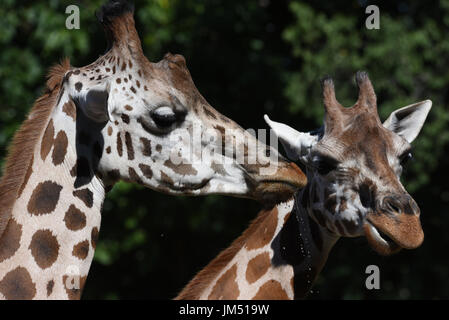 Madrid, Espagne. Le 25 juillet, 2017. Deux girafes Rothschild photographié à la zoo de Madrid. Credit : Jorge Sanz/Pacific Press/Alamy Live News Banque D'Images